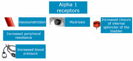 alpha_1_receptors
